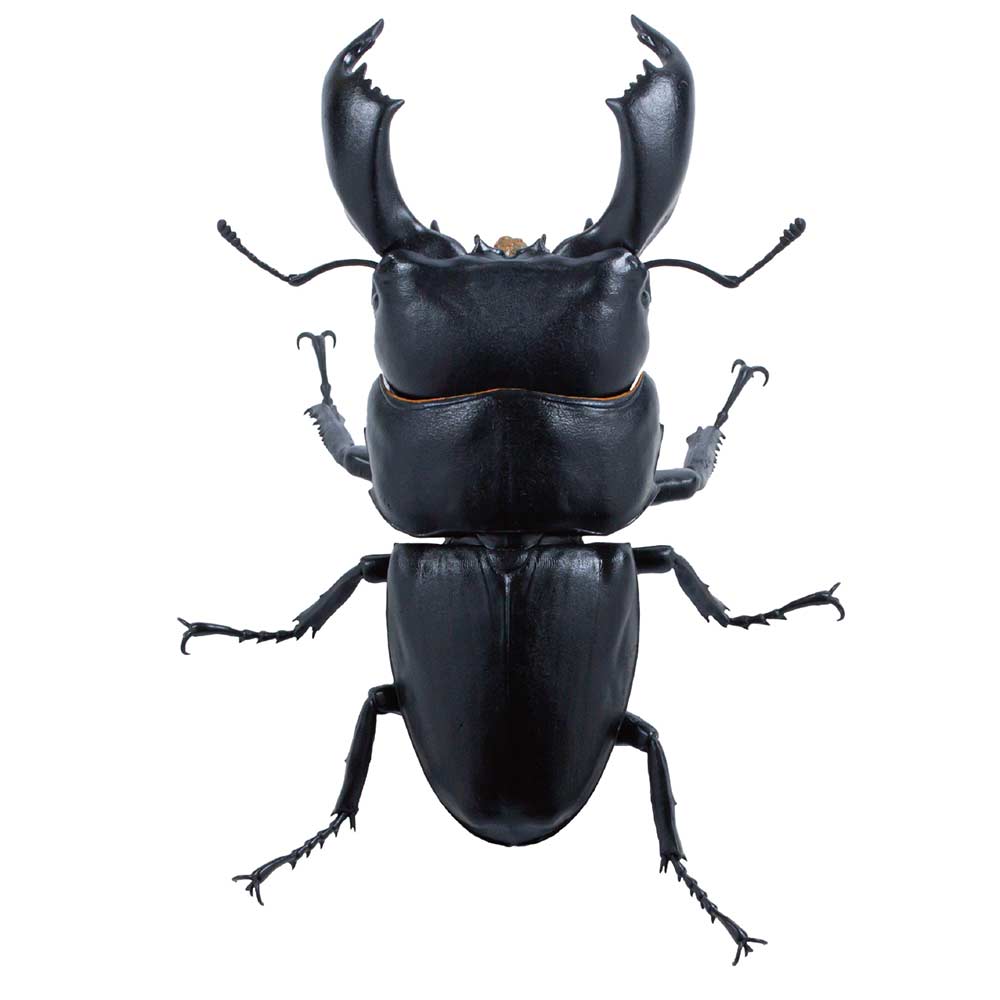 (PO) Animalier Collection 1/1 Giant Stag Beetle [BOX] Image_3
