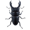 (PO) Animalier Collection 1/1 Giant Stag Beetle [BOX] Image_3