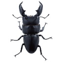 (PO) Animalier Collection 1/1 Giant Stag Beetle [BOX] Image_4