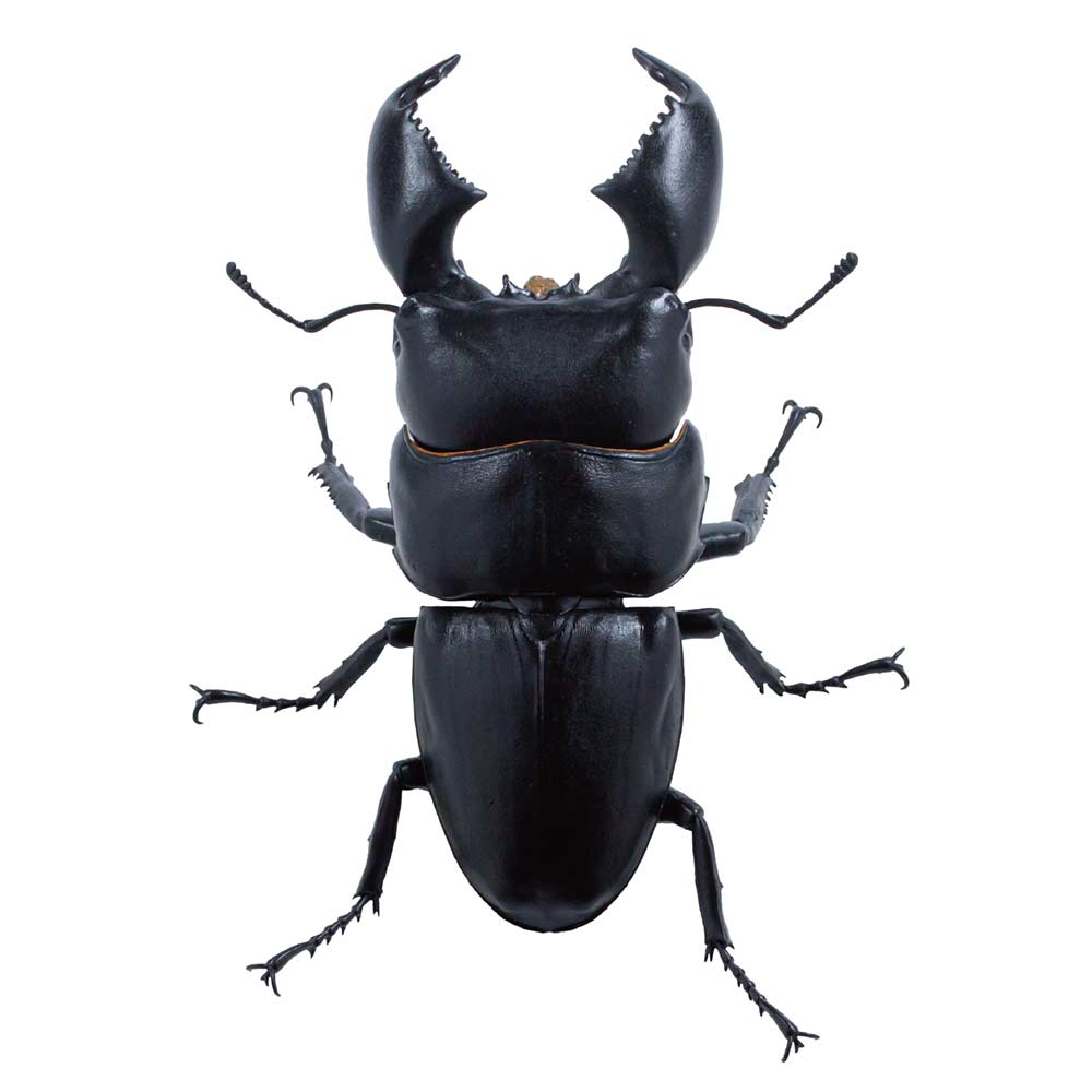 (PO) Animalier Collection 1/1 Giant Stag Beetle [BOX] Image_5