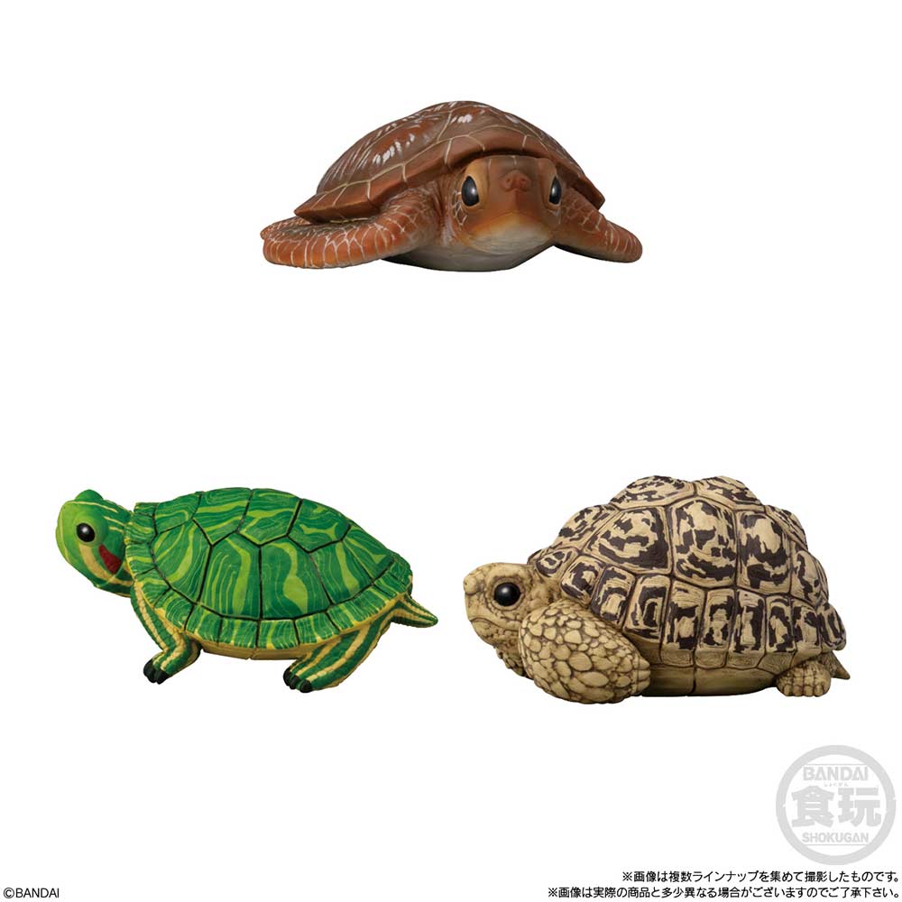 (PO) Friends on Hand 11 Reptiles & Amphibians [BOX] Image_2