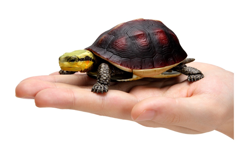 The Diversity of Life on Earth - Turtle 04 Cuora - Asian Box Turtle Image_6