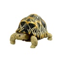 Tortise 02 Image_2