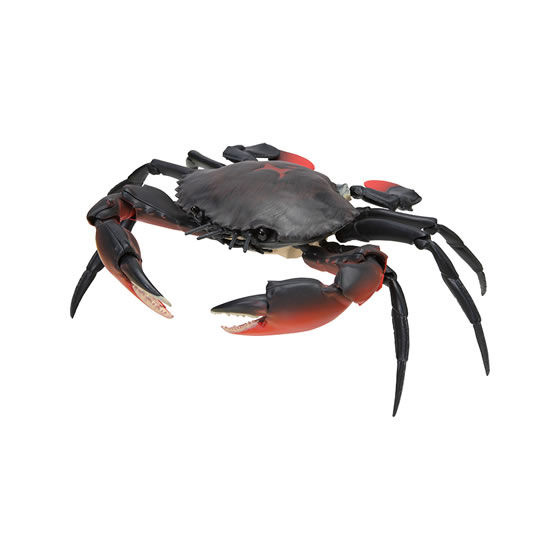 The Diversity of Life on Earth - Crab Image_2