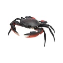 The Diversity of Life on Earth - Crab Image_2