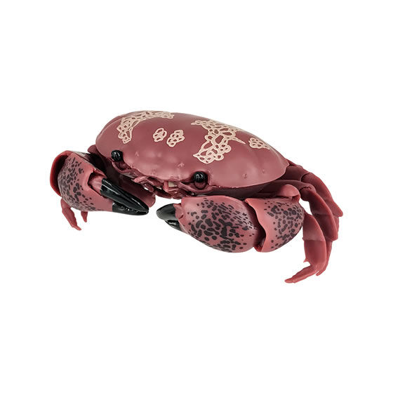 The Diversity of Life on Earth - Crab Image_3