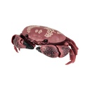 The Diversity of Life on Earth - Crab Image_3