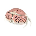 The Diversity of Life on Earth - Crab Image_4