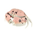 The Diversity of Life on Earth - Crab Image_5