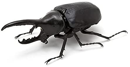 The Diversity of Life on Earth - Stag Beetle Image_2