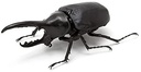 The Diversity of Life on Earth - Stag Beetle Image_2