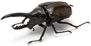 The Diversity of Life on Earth - Stag Beetle Image_3