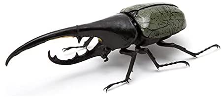 The Diversity of Life on Earth - Stag Beetle Image_4
