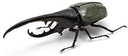 The Diversity of Life on Earth - Stag Beetle Image_4