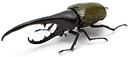 The Diversity of Life on Earth - Stag Beetle Image_5