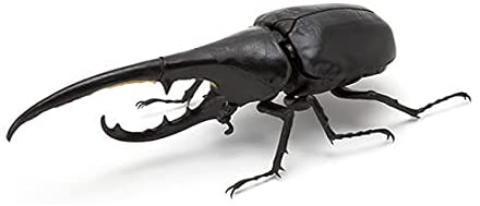 The Diversity of Life on Earth - Stag Beetle Image_6