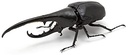 The Diversity of Life on Earth - Stag Beetle Image_6