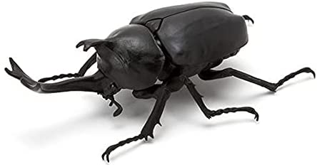 The Diversity of Life on Earth - Stag Beetle Image_7
