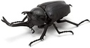 The Diversity of Life on Earth - Stag Beetle Image_7