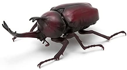 The Diversity of Life on Earth - Stag Beetle Image_8