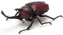 The Diversity of Life on Earth - Stag Beetle Image_8