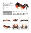 The Diversity of Life on Earth - Crab 2 Image_3