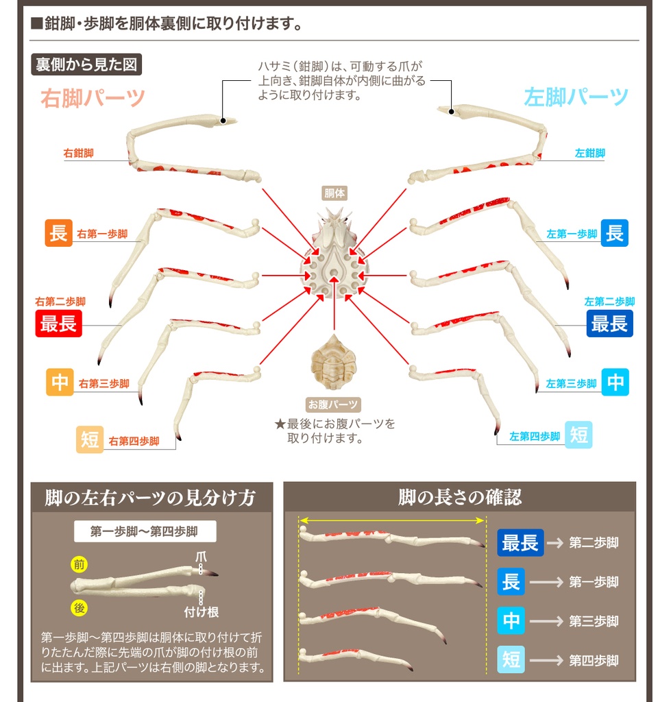 The Diversity of Life on Earth - Crab 2 Image_6