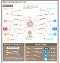 The Diversity of Life on Earth - Crab 2 Image_6