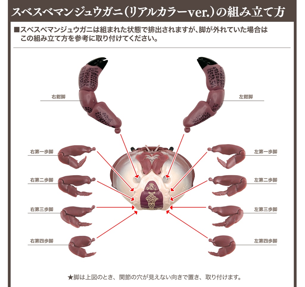 The Diversity of Life on Earth - Crab 2 Image_7