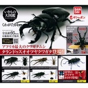 The Diversity of Life on Earth - Stag Beetle 04 Image_1
