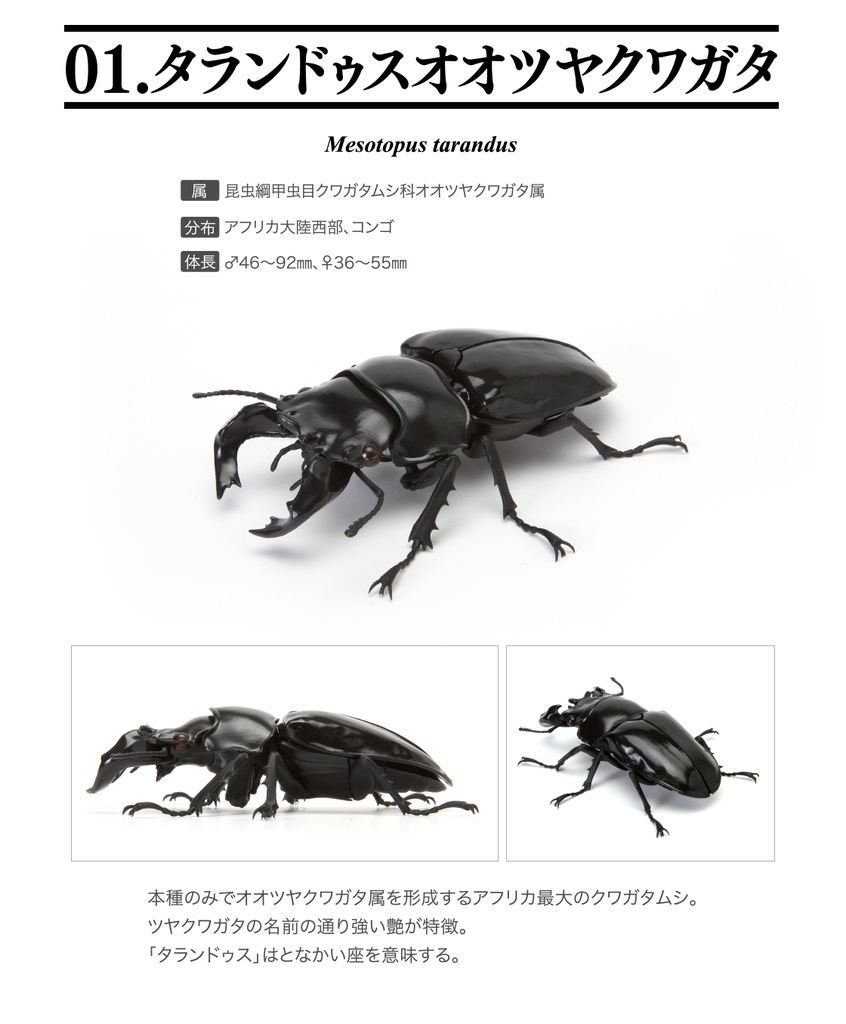 The Diversity of Life on Earth - Stag Beetle 04 Image_2