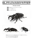 The Diversity of Life on Earth - Stag Beetle 04 Image_2