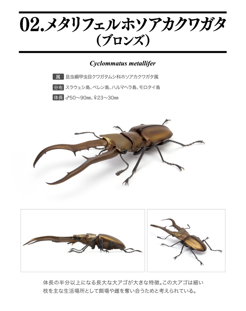 The Diversity of Life on Earth - Stag Beetle 04 Image_3