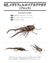 The Diversity of Life on Earth - Stag Beetle 04 Image_3