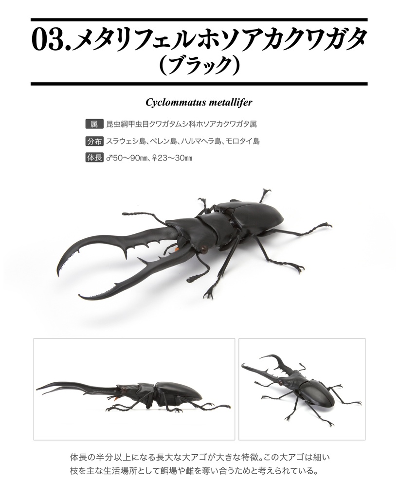The Diversity of Life on Earth - Stag Beetle 04 Image_4