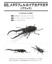 The Diversity of Life on Earth - Stag Beetle 04 Image_4