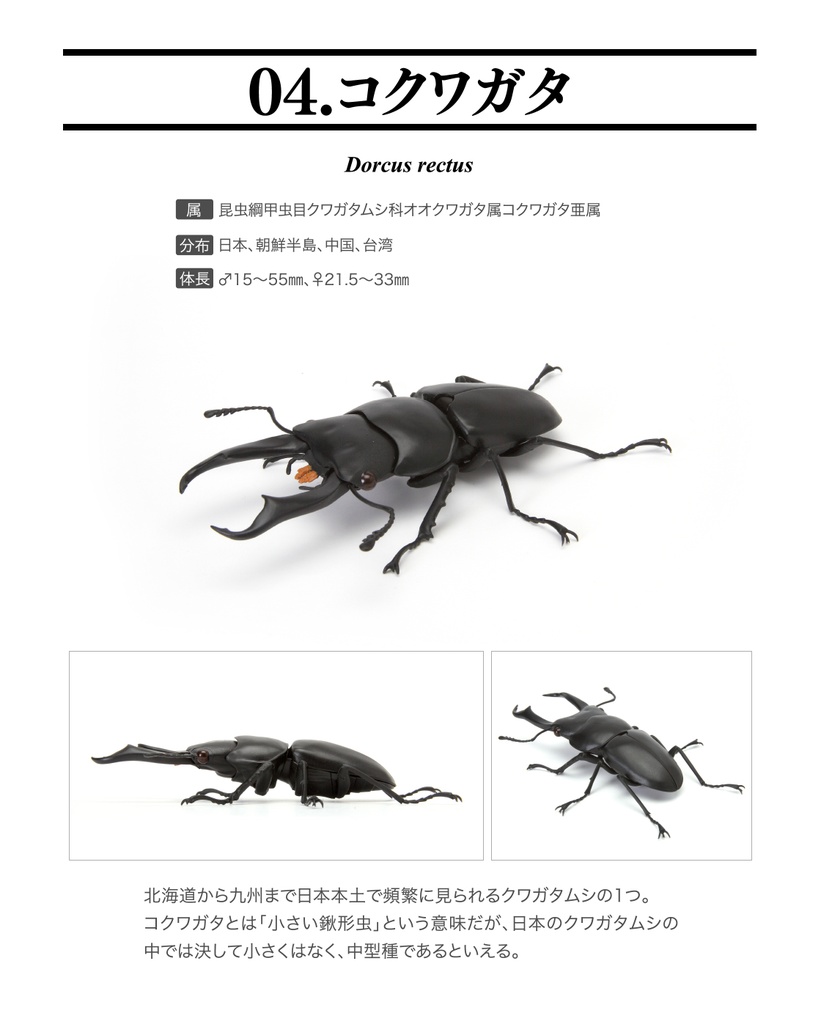 The Diversity of Life on Earth - Stag Beetle 04 Image_5