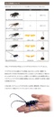 The Diversity of Life on Earth - Stag Beetle 04 Image_7