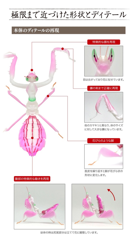 The Diversity of Life on Earth - Mantis 03 Image_2