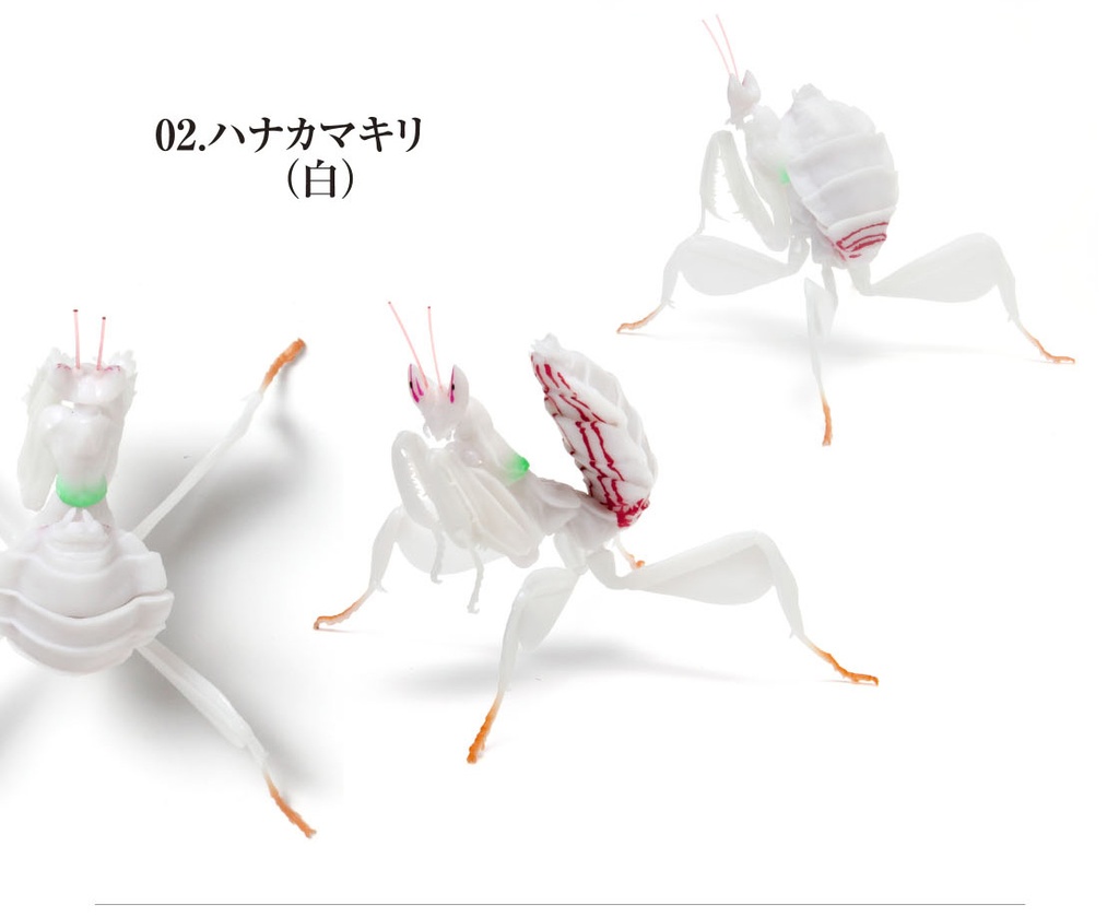 The Diversity of Life on Earth - Mantis 03 Image_4