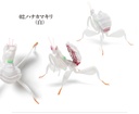 The Diversity of Life on Earth - Mantis 03 Image_4