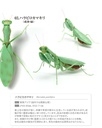 The Diversity of Life on Earth - Mantis 03 Image_5
