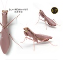 The Diversity of Life on Earth - Mantis 03 Image_6