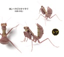 The Diversity of Life on Earth - Mantis 03 Image_8