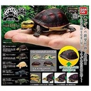 The Diversity of Life on Earth - Turtle 04 Cuora - Asian Box Turtle Image_1