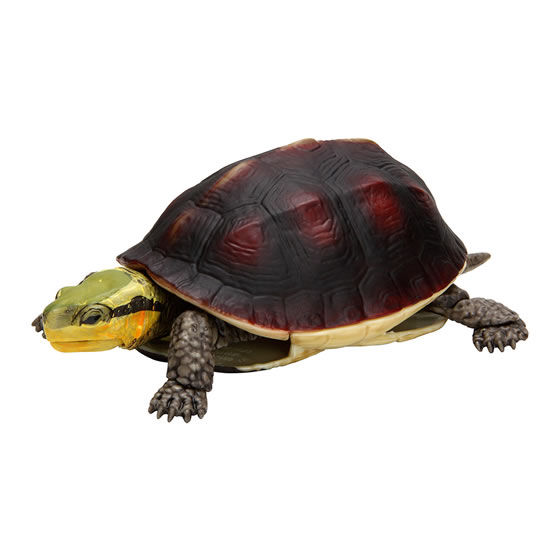 The Diversity of Life on Earth - Turtle 04 Cuora - Asian Box Turtle Image_2