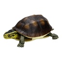 The Diversity of Life on Earth - Turtle 04 Cuora - Asian Box Turtle Image_3
