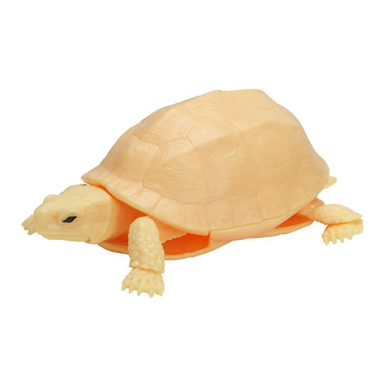 The Diversity of Life on Earth - Turtle 04 Cuora - Asian Box Turtle Image_4