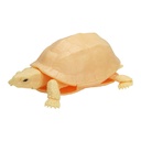 The Diversity of Life on Earth - Turtle 04 Cuora - Asian Box Turtle Image_4