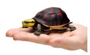 The Diversity of Life on Earth - Turtle 04 Cuora - Asian Box Turtle Image_6